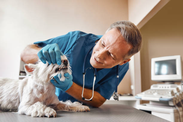 Best Emergency Denture Repair in Spring City, UT